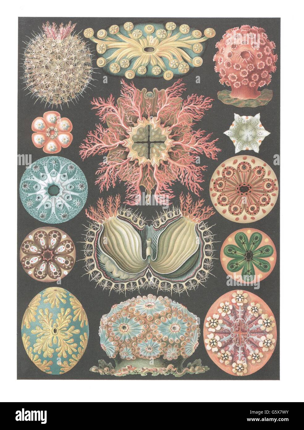 zoologie / Tiere, Tunikate, Meerespröcke (Ascidiae), Farblithographie, aus: Ernst Haeckel, 'Kunstformen der Natur', Leipzig - Wien, 1899 - 1904, Additional-Rights-Clearences-not available Stockfoto