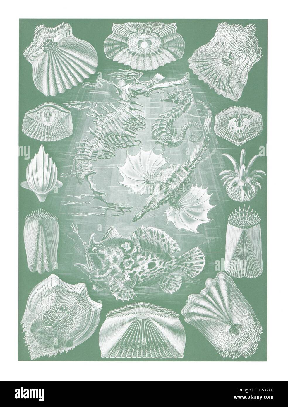 zoologie / Tiere, Knochenfische (Osteichthyes), Farblithographie, aus: Ernst Haeckel, 'Kunstformen der Natur', Leipzig - Wien, 1899 - 1904, Additional-Rights-Clearences-not available Stockfoto