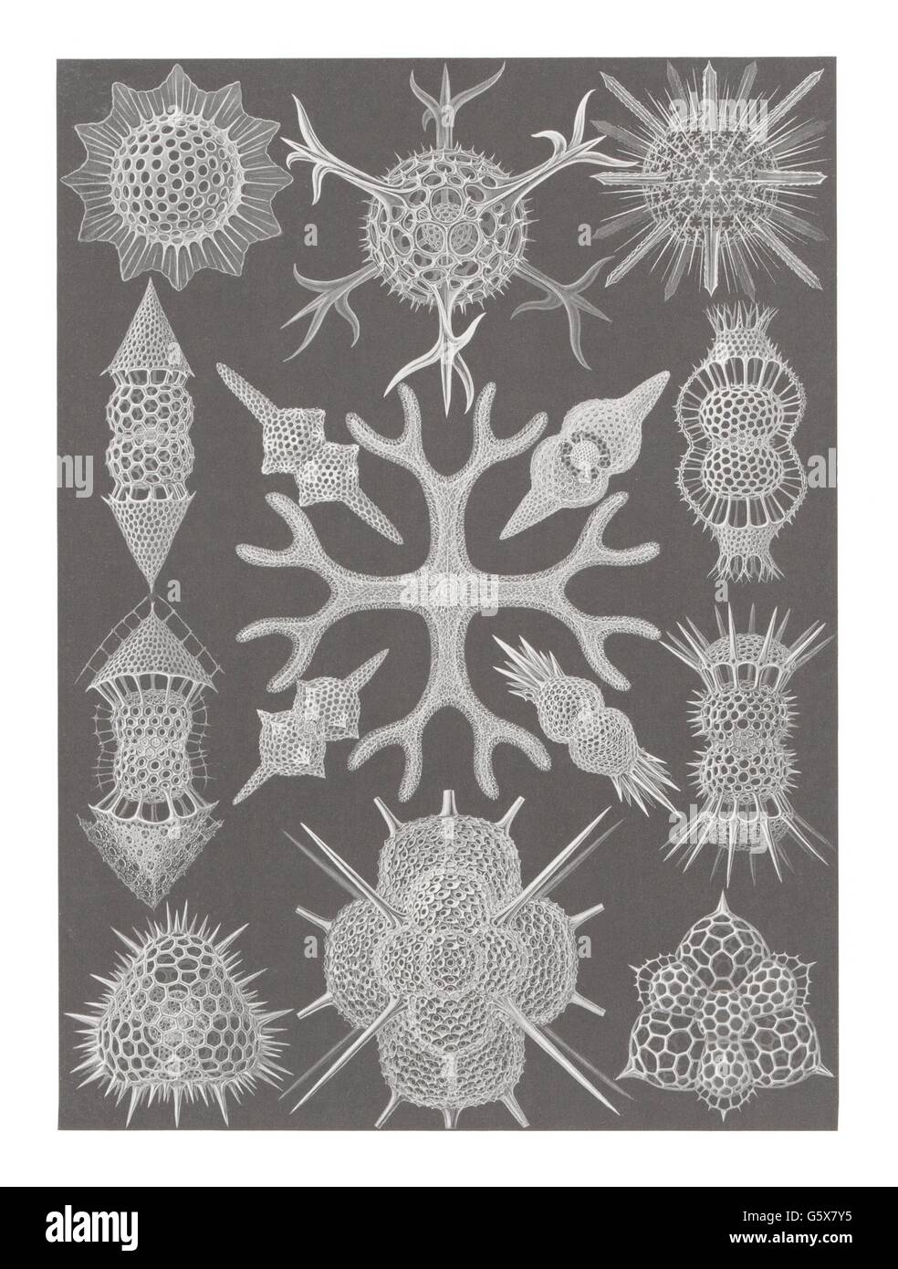 zoologie / Tiere, Spumellaria, Farblithographie, aus: Ernst Haeckel, 'Kunstformen der Natur', Leipzig - Wien, 1899 - 1904, Additional-Rights-Clearences-not available Stockfoto