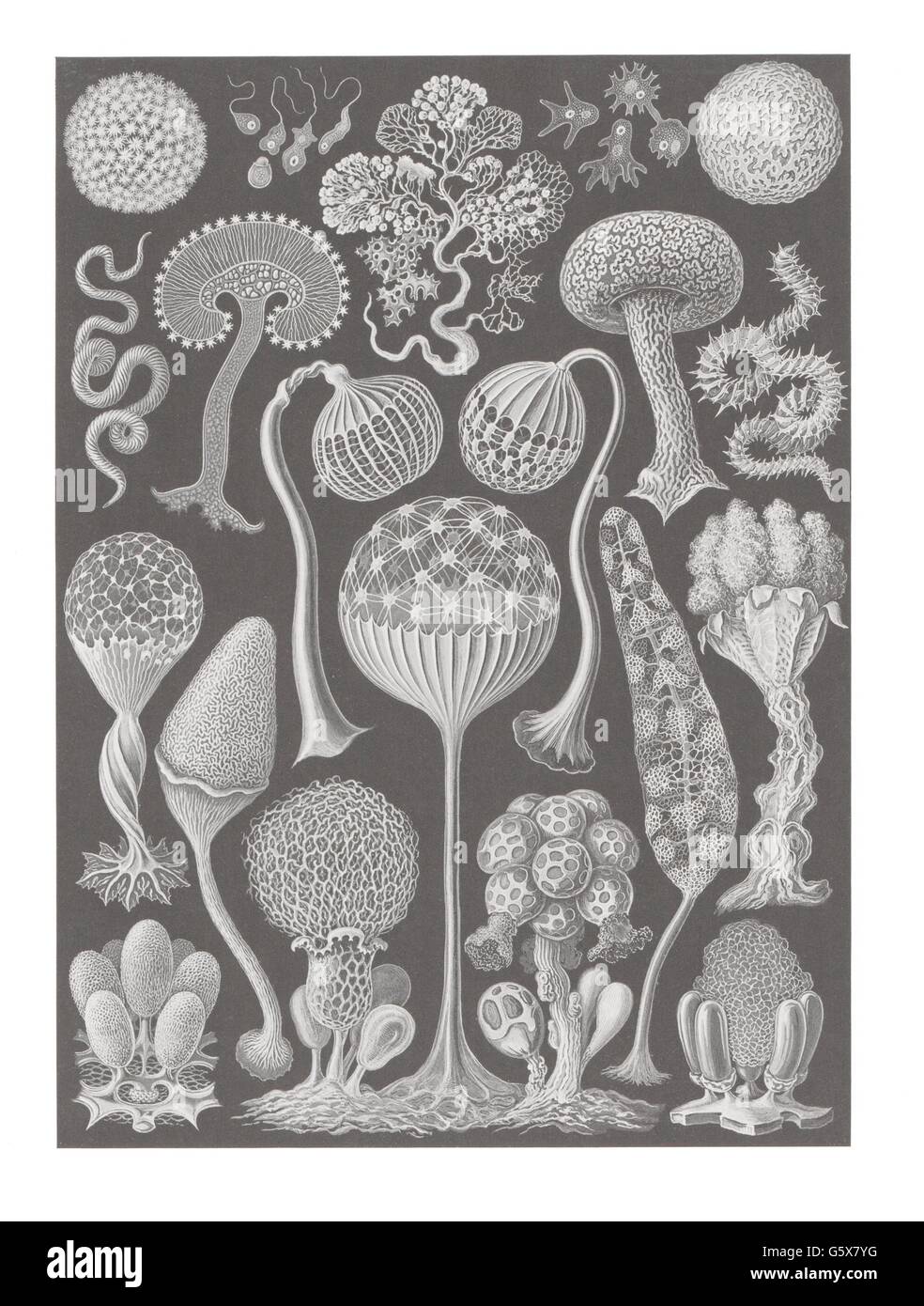 botanik, Schleimformen (Mycetozoa), Farblithographie, aus: Ernst Haeckel, 'Kunstformen der Natur', Leipzig - Wien, 1899 - 1904, Additional-Rights-Clearences-not available Stockfoto