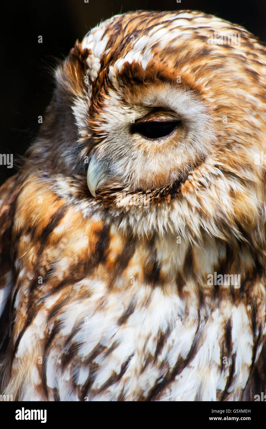 Eurasische Waldkauz (Strix Aluco) Porträt. Stockfoto