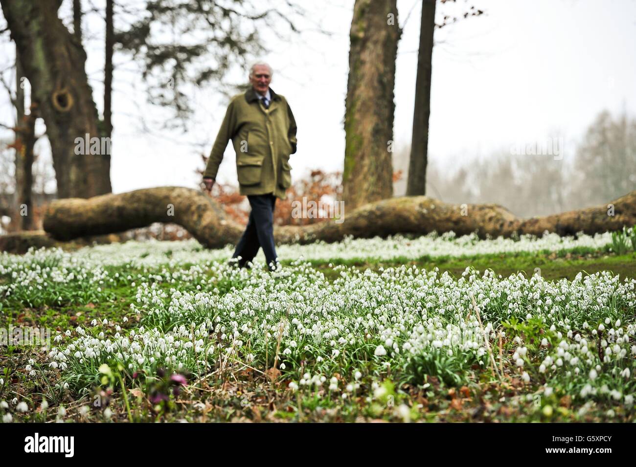 Schneeglöckchen auf dem Gelände des Colesbourne Park, Gloucestershire. Sir Henry Elwes (im Bild) der Urenkel von Henry John Elwes FRS, dem britischen Naturforscher und Botaniker, besitzt eine der besten Snowdrop-Sammlungen in Europa, die mehr als 250 Arten innerhalb der zehn Hektar großen Gärten beheimatet. Stockfoto