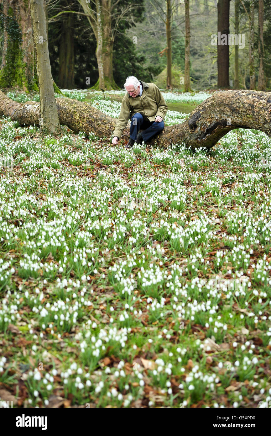 Schneeglöckchen auf dem Gelände des Colesbourne Park, Gloucestershire. Sir Henry Elwes (im Bild) der Urenkel von Henry John Elwes FRS, dem britischen Naturforscher und Botaniker, besitzt eine der besten Snowdrop-Sammlungen in Europa, die mehr als 250 Arten innerhalb der zehn Hektar großen Gärten beheimatet. Stockfoto