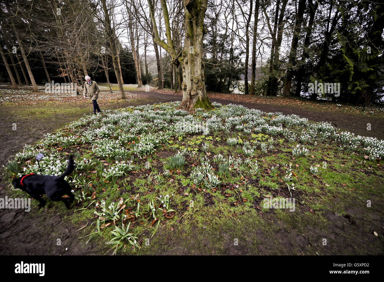 Schneeglöckchen im Colesbourne Park Stockfoto