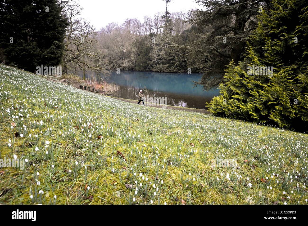 Schneeglöckchen im Colesbourne Park Stockfoto
