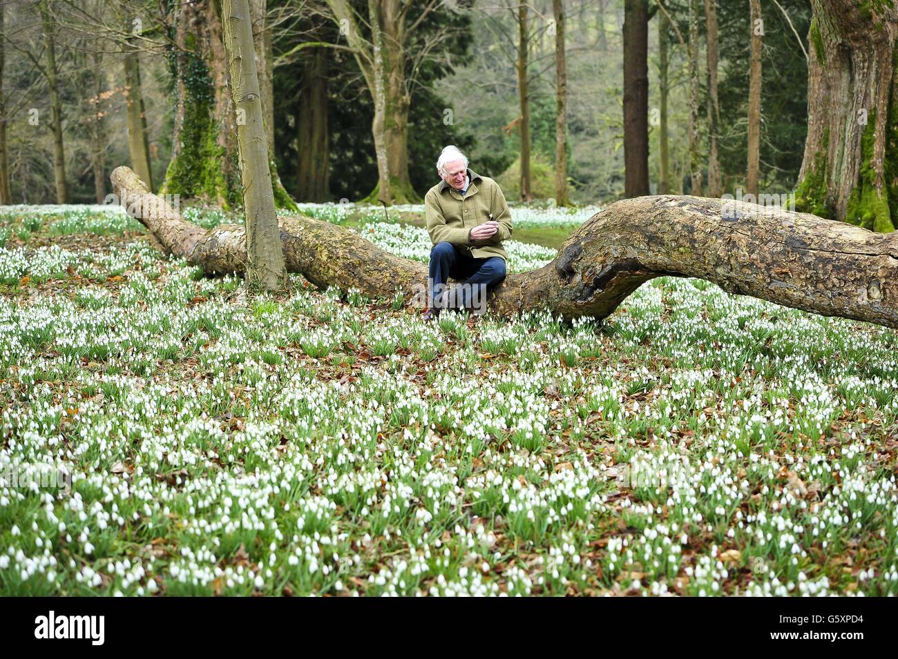 Schneeglöckchen im Colesbourne Park Stockfoto