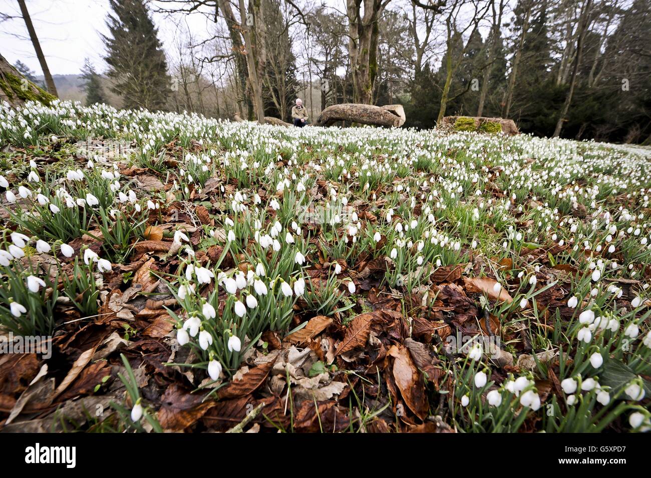 Schneeglöckchen auf dem Gelände des Colesbourne Park, Gloucestershire. Sir Henry Elwes (im Bild) der Urenkel von Henry John Elwes FRS, dem britischen Naturforscher und Botaniker, besitzt eine der besten Snowdrop-Sammlungen in Europa, die mehr als 250 Arten innerhalb der zehn Hektar großen Gärten beheimatet. Stockfoto