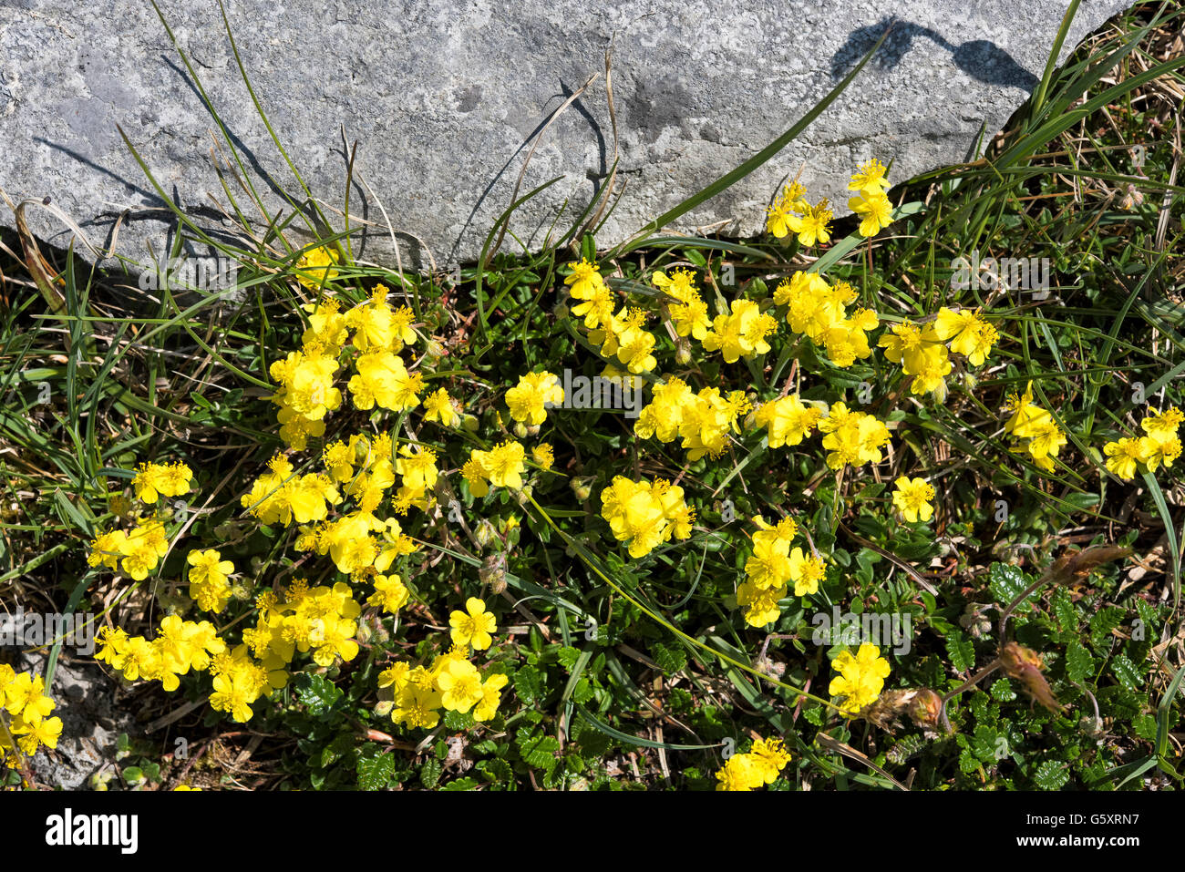Vögel Foot Trefoil The Burren, Co. Clare, Irland Stockfoto