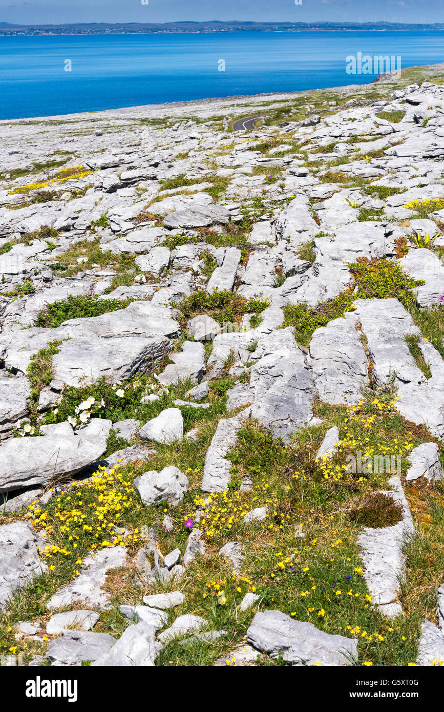Murrooghtoohy The Burren, Co. Clare, Irland; Wilden Atlantik Weg Stockfoto