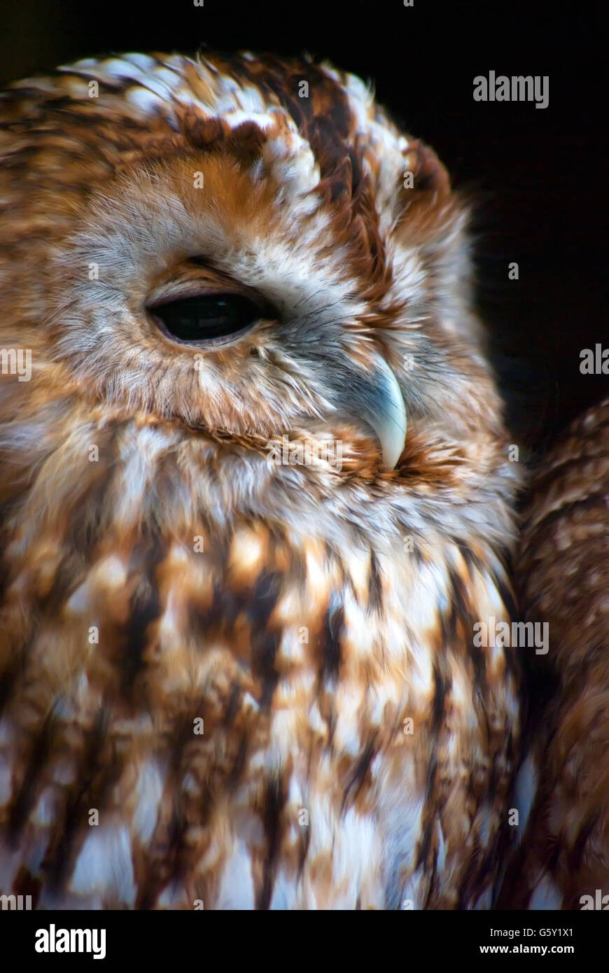 Eurasische Waldkauz (Strix Aluco) Porträt. Stockfoto