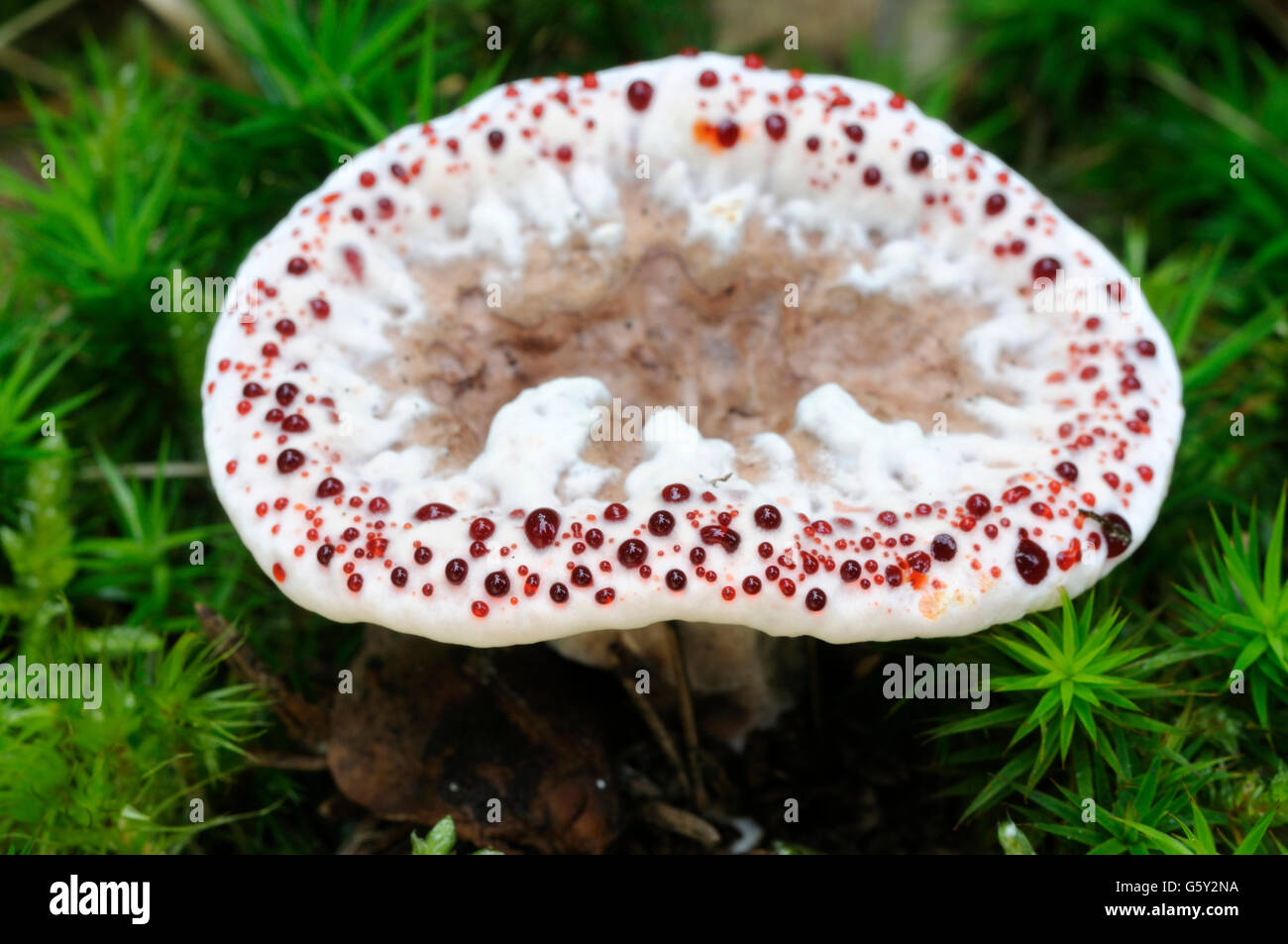 Blutungen Zahn Pilz / (Hydnellum Peckii) Stockfoto