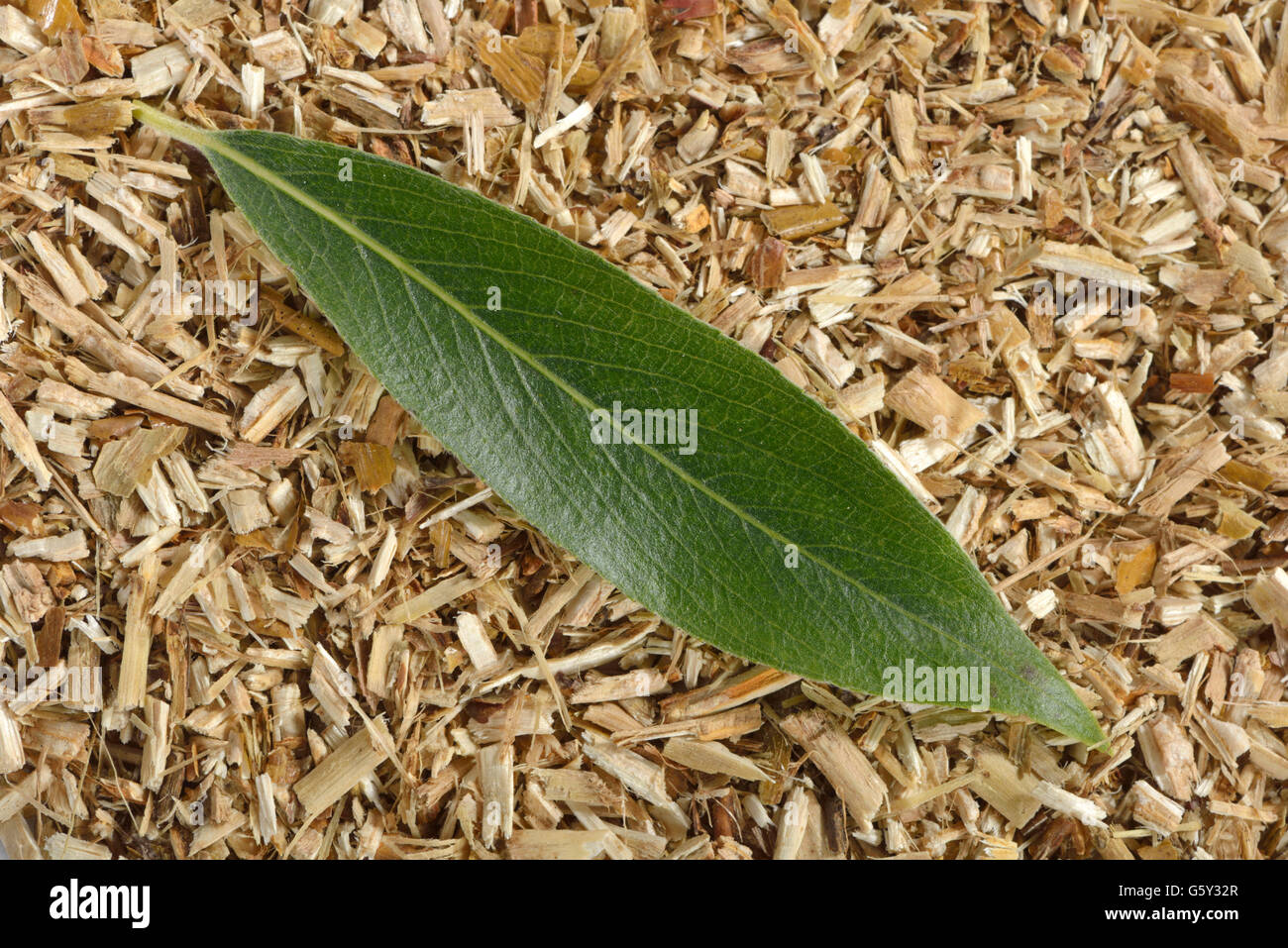 Silberweide, Weidenrinde / (Salix Alba) Stockfoto