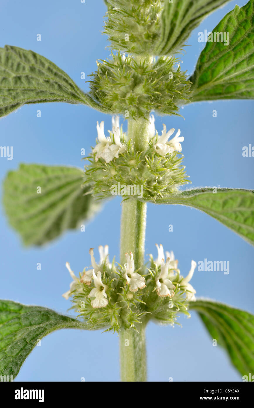 Gemeinsame Horehoun / (Marrubium Vulgare) / der Hund-Bane, weiße Andorn Stockfoto