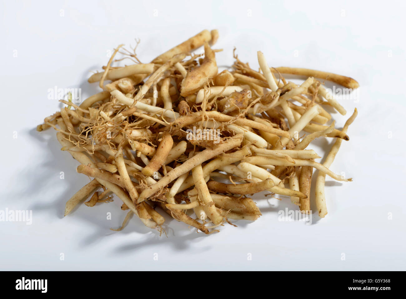 Gemeinsamen Baldrian, Root / (Valeriana Officinalis) Stockfoto