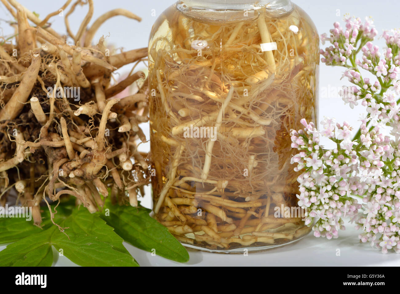 Gemeinsamen Baldrian Tinktur / (Valeriana Officinalis) Stockfoto