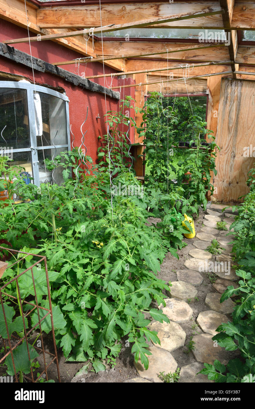 Tomaten im Gewächshaus aus Holz / (Solanum Lycopersicum) Stockfoto