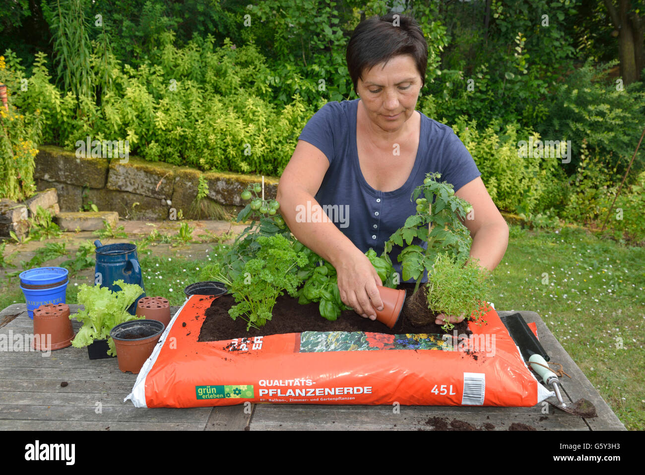 Anpflanzung von Plünderung Blumenerde mit Tomaten, Basilikum, Petersilie, Majoran, Rosmarin, Salat / (Rosmarinus Officinalis), (Ocimum Basilicum), (Petroselinum Crispum) (Origanum Majorana) Stockfoto