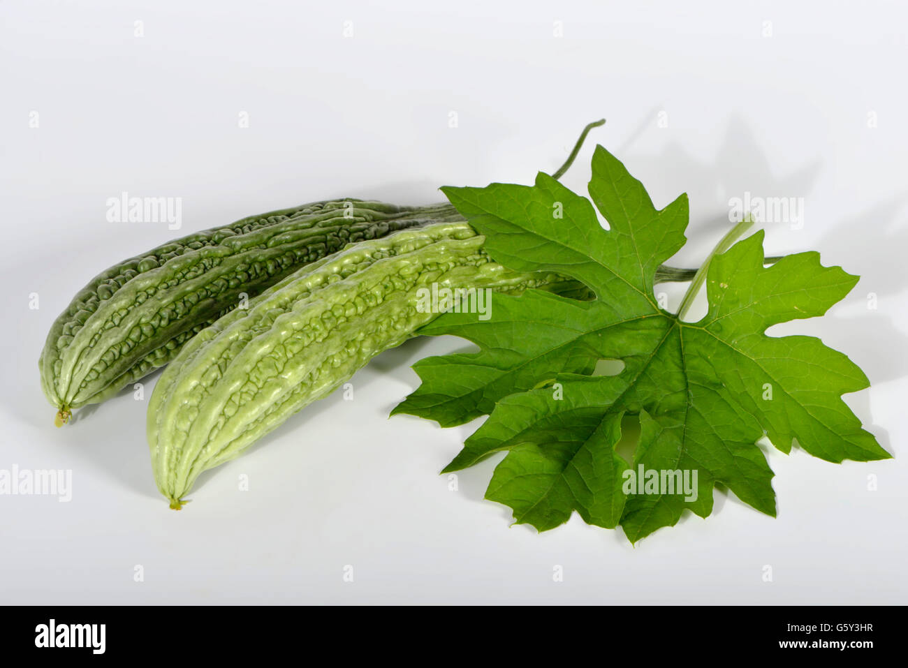 Bitter Melone / (Momordica Charantia) / bitterer Kürbis, bitter squash Stockfoto