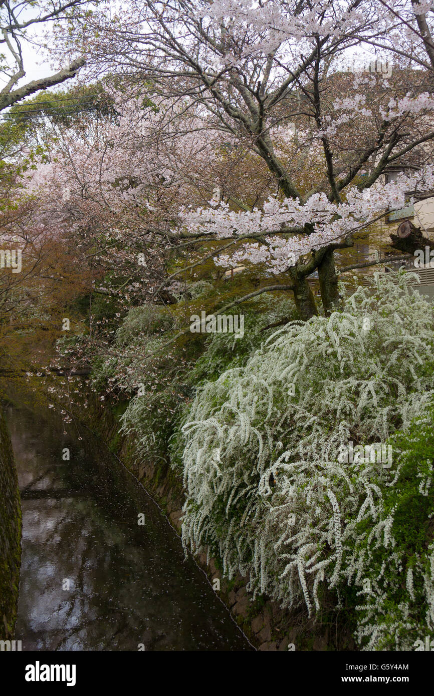 Kirschblüten im Frühling in Philosophen Weg Kyoto Japan Stockfoto