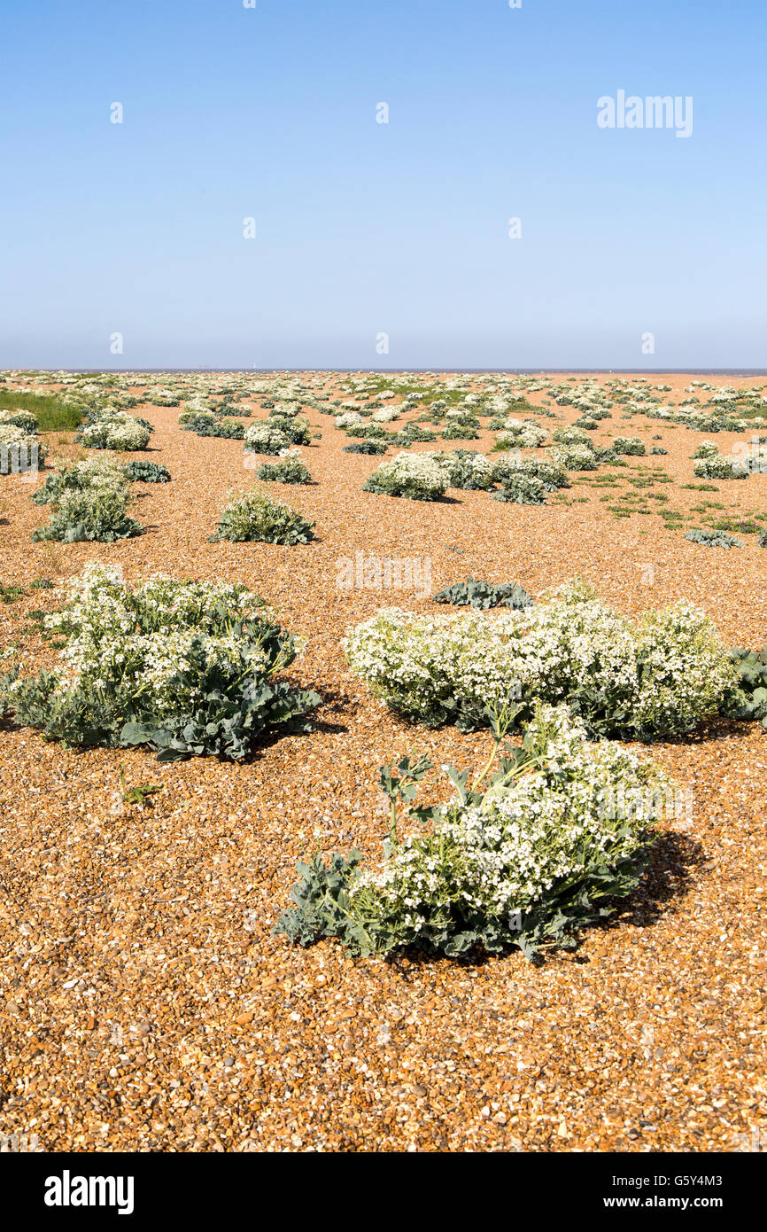 Crambe Maritima Pflanze, Meerkohl, in Blüte am Strand von Schindel Street, Suffolk, England, UK Stockfoto