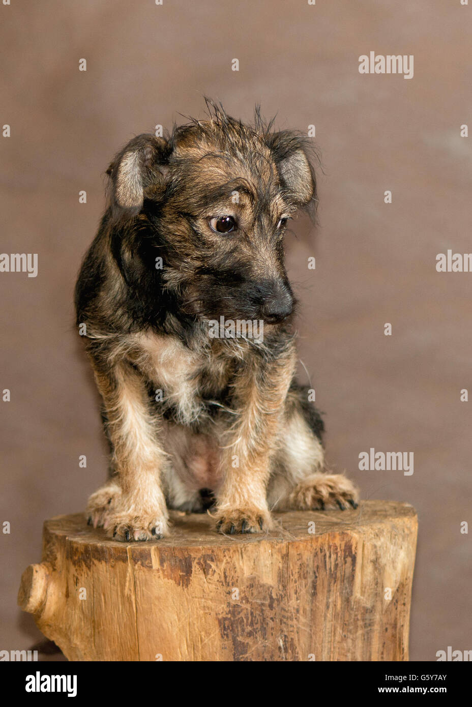 Die Hunde von Menschen aus einem herrenlosen Tiere Tierheim geworfen Stockfoto