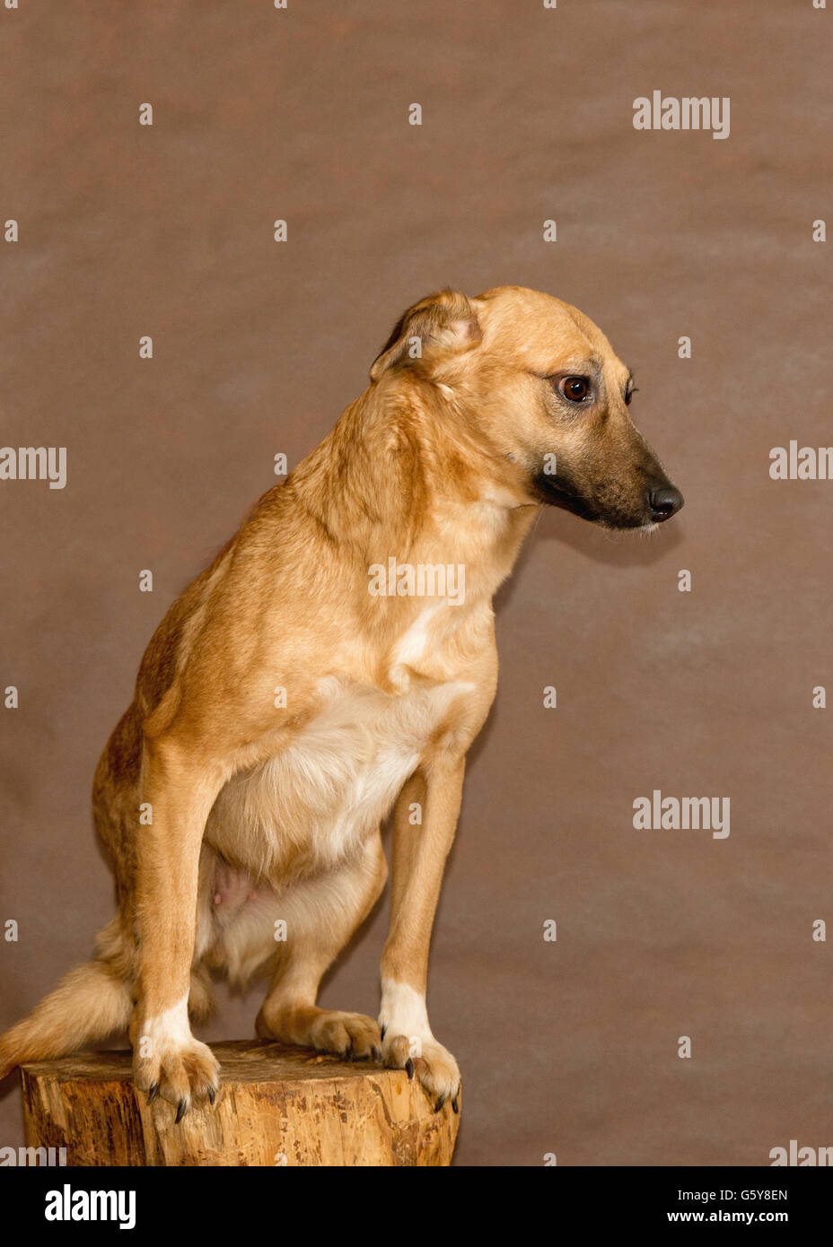 Die Hunde von Menschen aus einem herrenlosen Tiere Tierheim geworfen Stockfoto