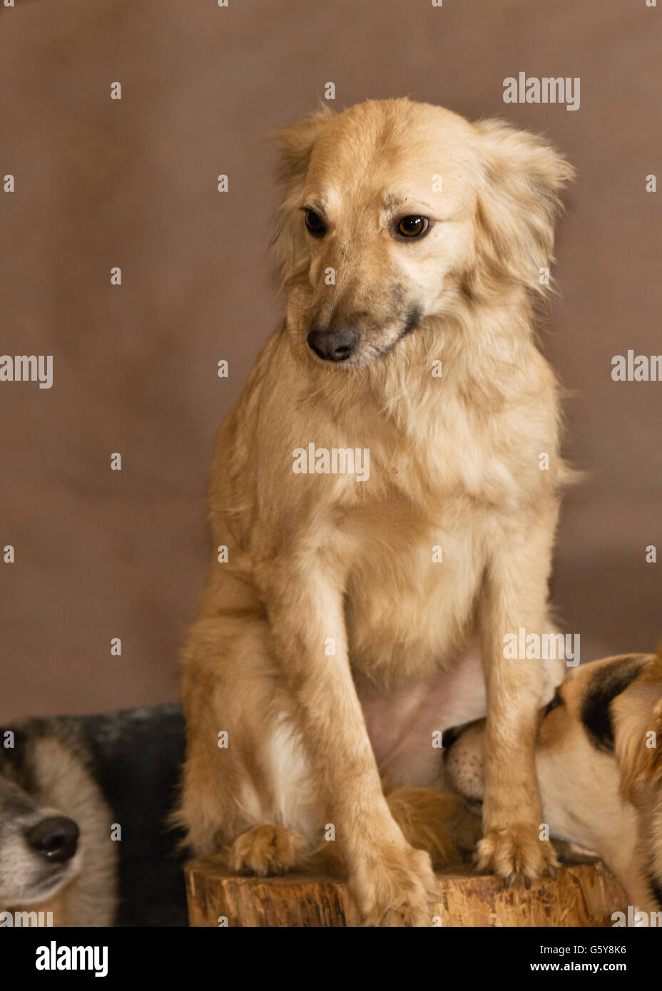 Die Hunde von Menschen aus einem herrenlosen Tiere Tierheim geworfen Stockfoto