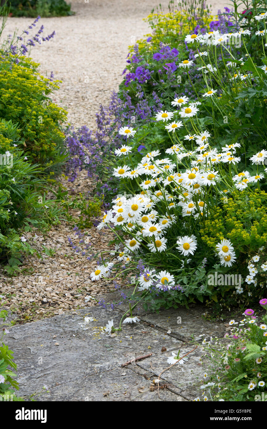 Blumen-Oxeye Gänseblümchen auf einer Hütte Gartenweg. Cotswolds. England Stockfoto