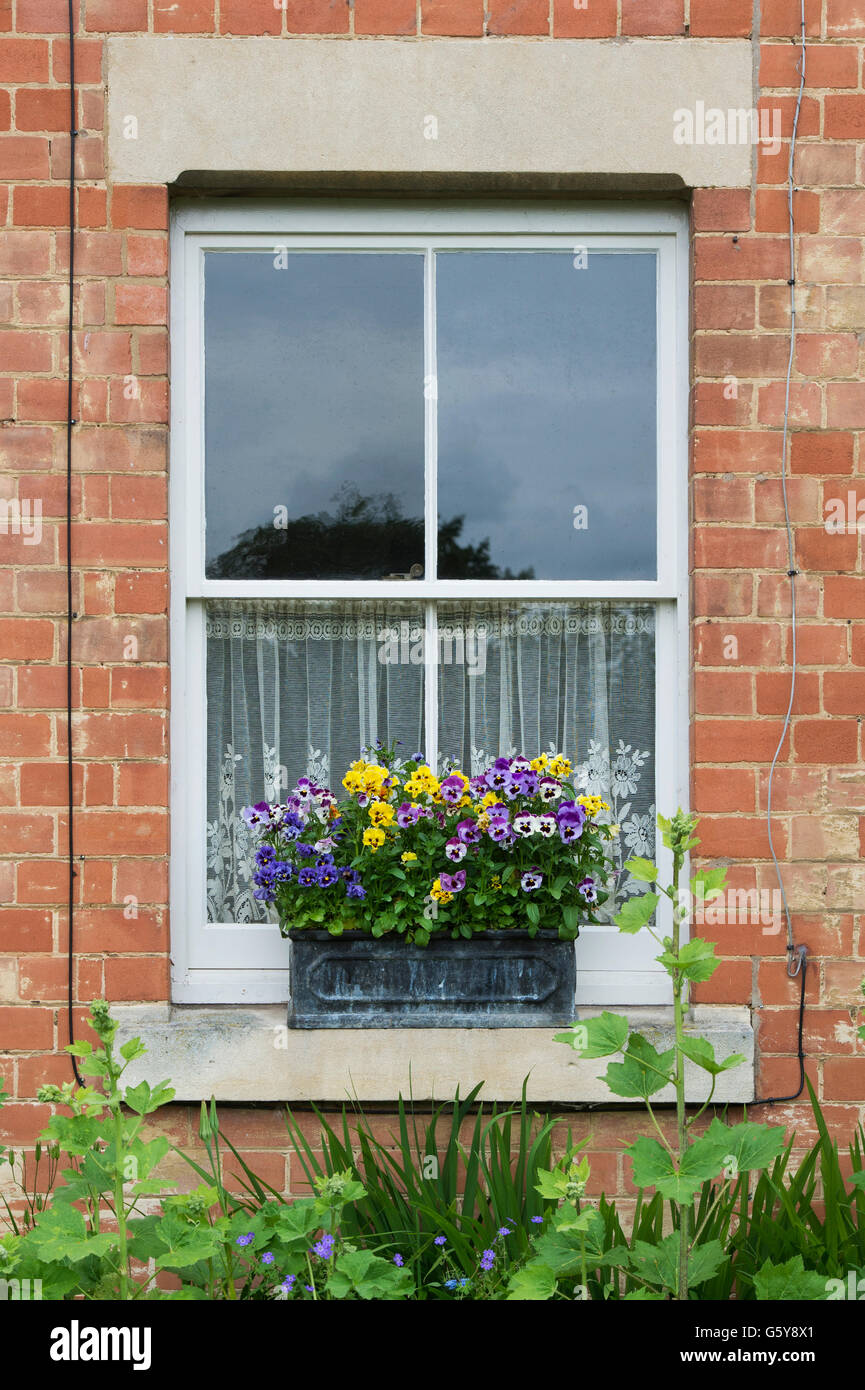 Stiefmütterchen Blumenkasten auf einem Fensterbrett Haus in den Cotswolds.  Ashton unter Hill, Worcestershire, England Stockfoto