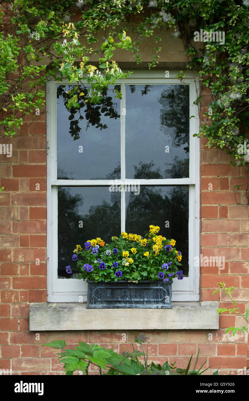 Stiefmtterchen Blumenkasten auf einem Fensterbrett Haus in den Cotswolds.  Ashton unter Hill, Worcestershire, England Stockfotografie - Alamy