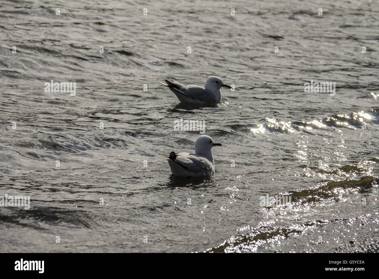 Ein paar von Seevögeln Stockfoto