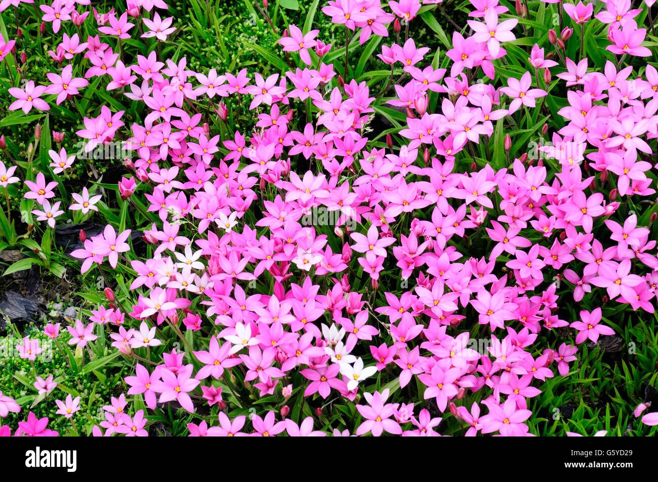 Rhodohypoxis Sorten kleine rosa mehrjährige Blumen Stockfoto