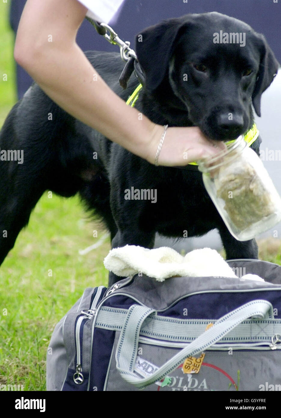 Samos, ein einjähriger schwarzer labrador, schnüffelt während der Trainingsübungen im Metropolitan Police Dog Training Establishment in der Nähe von Bromley in Kent einen Behälter aus, in dem Fleisch gelagert wird. *....Samos und ihr Bruder Hesky haben sich zu den ersten Hundeaugen in Großbritannien entwickelt, die ausgebildet wurden, um in Häfen und Flughäfen Einfuhren von Fleisch, Fisch und anderen tierischen Produkten zu schnuppern. Im Rahmen eines Pilotprojekts werden die beiden Hunde in den nächsten Monaten am Flughafen Heathrow stationiert sein und ihr Training in die Tat umsetzen. Stockfoto