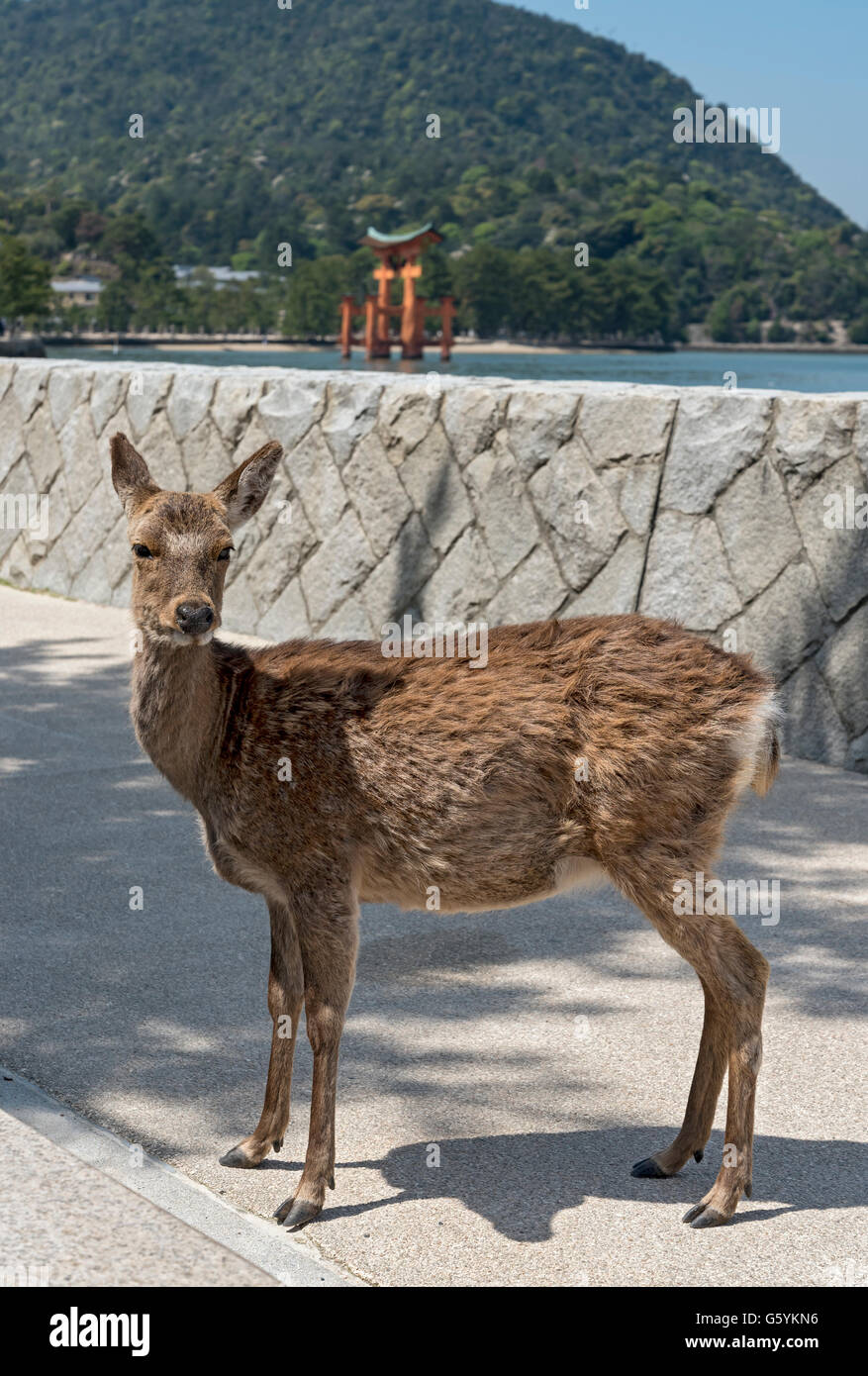 Hirsche in der Nähe von Itsukushima-Schrein, Miyajima, Japan Stockfoto