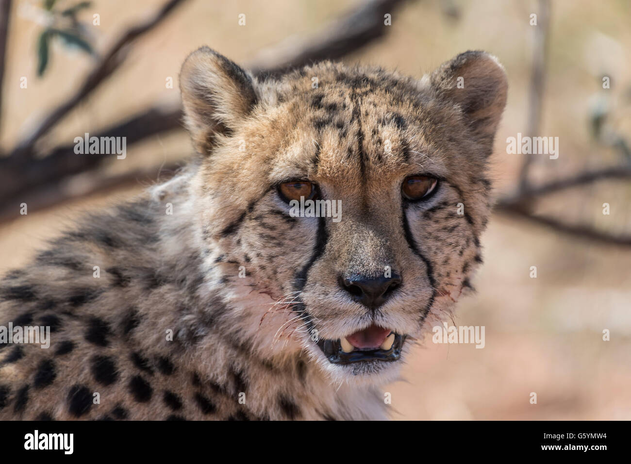 Gepard (Acinonyx Jubatus), Porträt, Kalahari-Wüste, Namibia Stockfoto