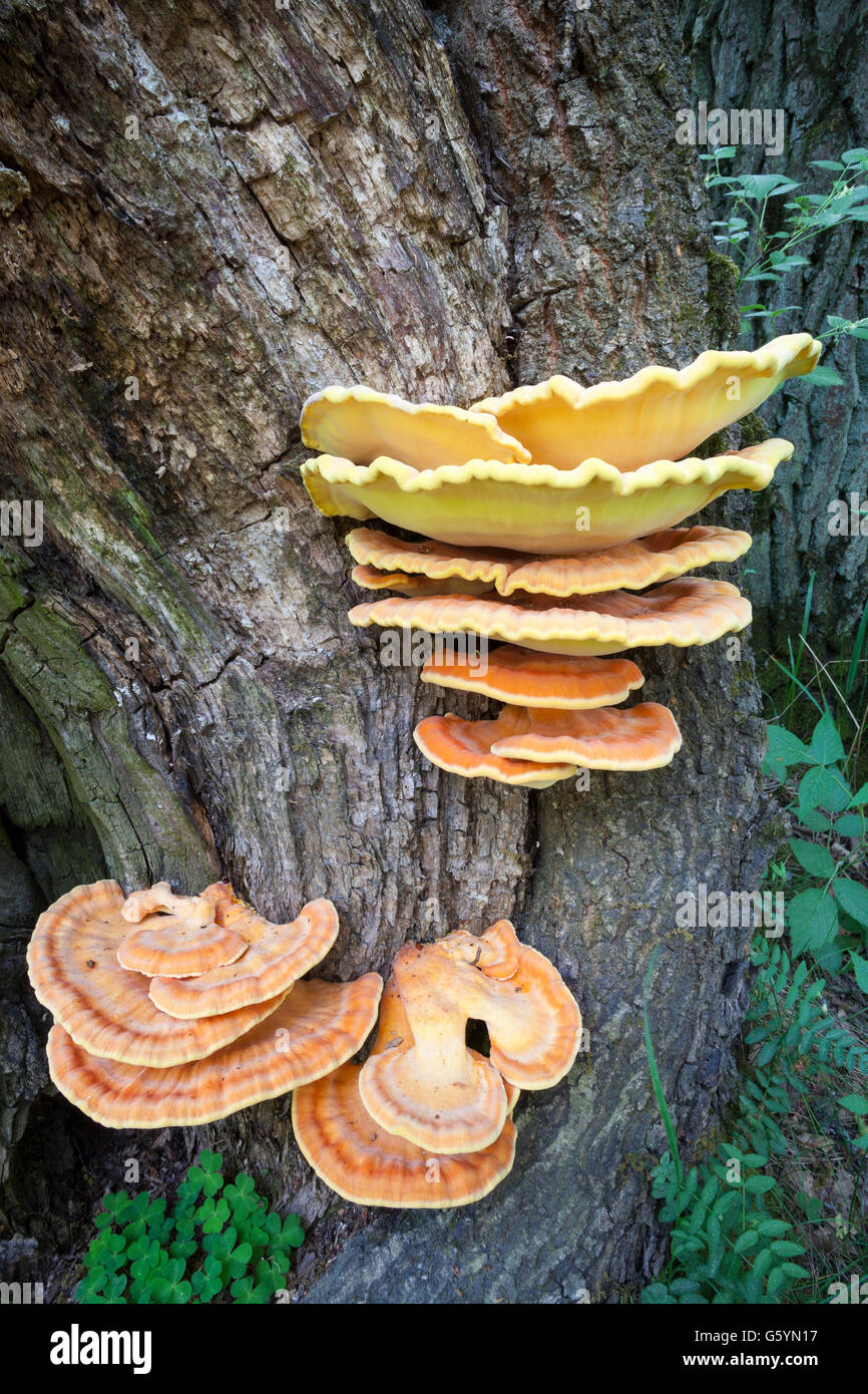 Huhn-of-the-Woods (Laetiporus Sulphureus) Wachstum Stockfoto