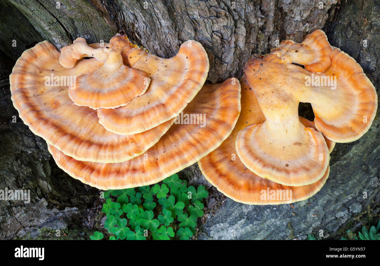 Huhn-of-the-Woods (Laetiporus Sulphureus) Wachstum Stockfoto