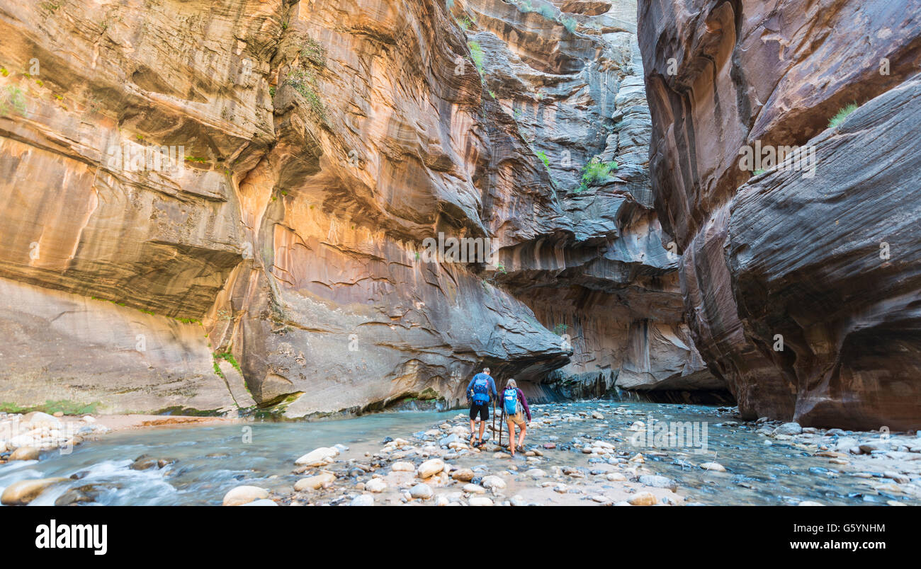 Wanderer zu Fuß durch den Fluss, Zion Narrows, schmale des Virgin River, Steilwände des Zion Canyon, Zion Nationalpark, Utah Stockfoto