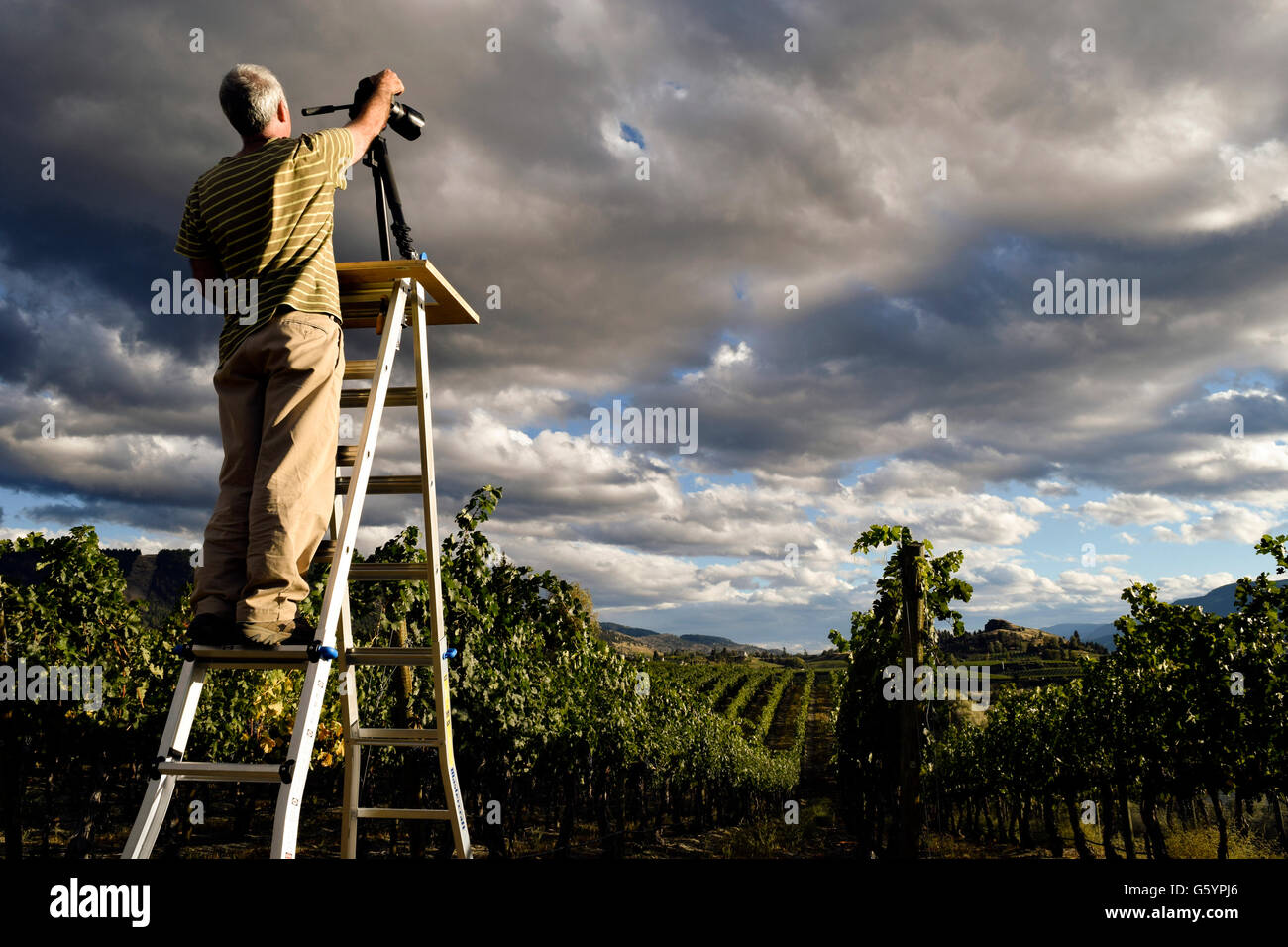 Leitenden Erwachsenen Mannes fotografieren eine malerische Weinberge in Naramata, Britisch-Kolumbien, Kanada befindet sich im Okanagan Valley. Stockfoto