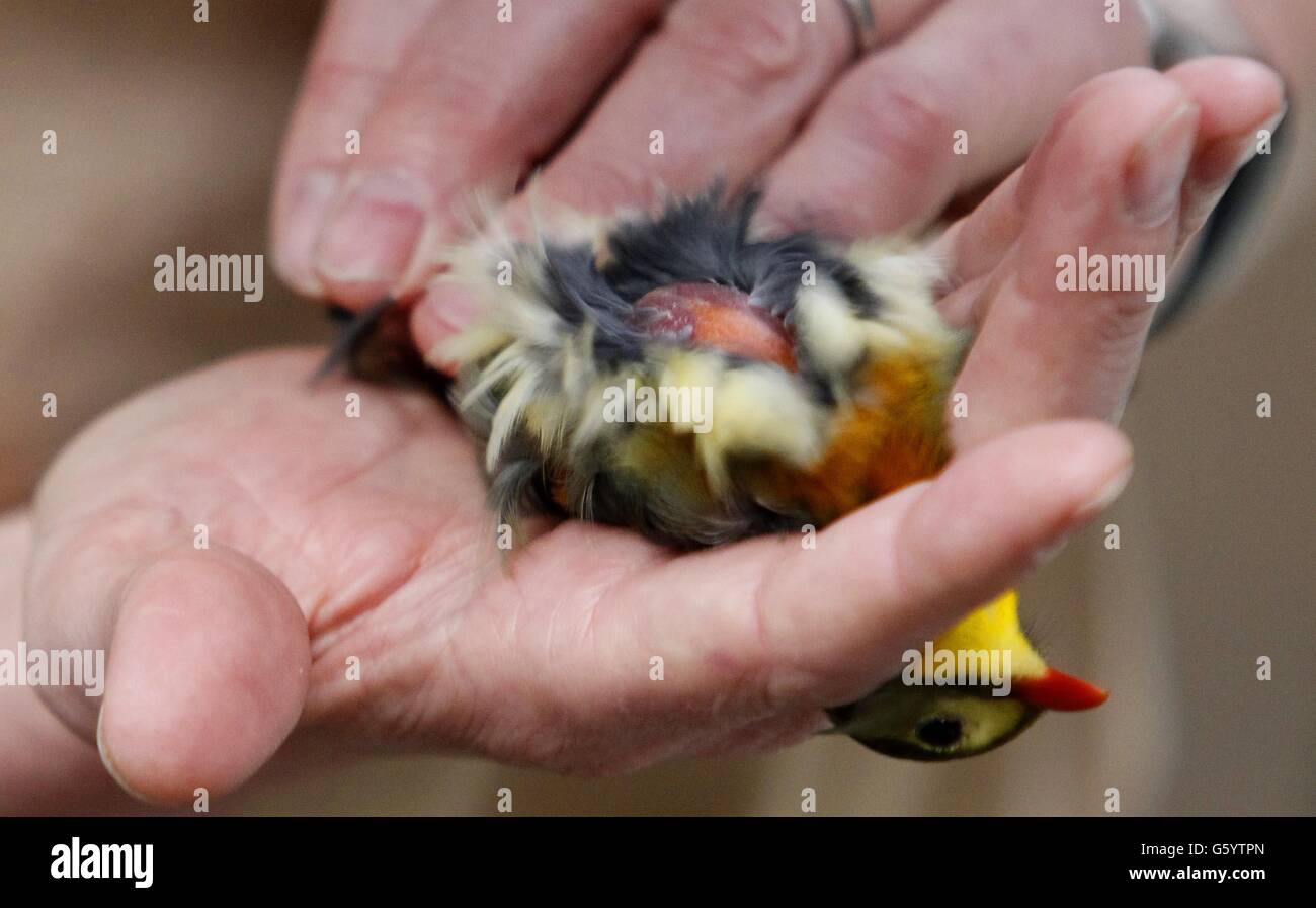Der Zoo von Chester jährlichen Gesundheits-check Stockfoto