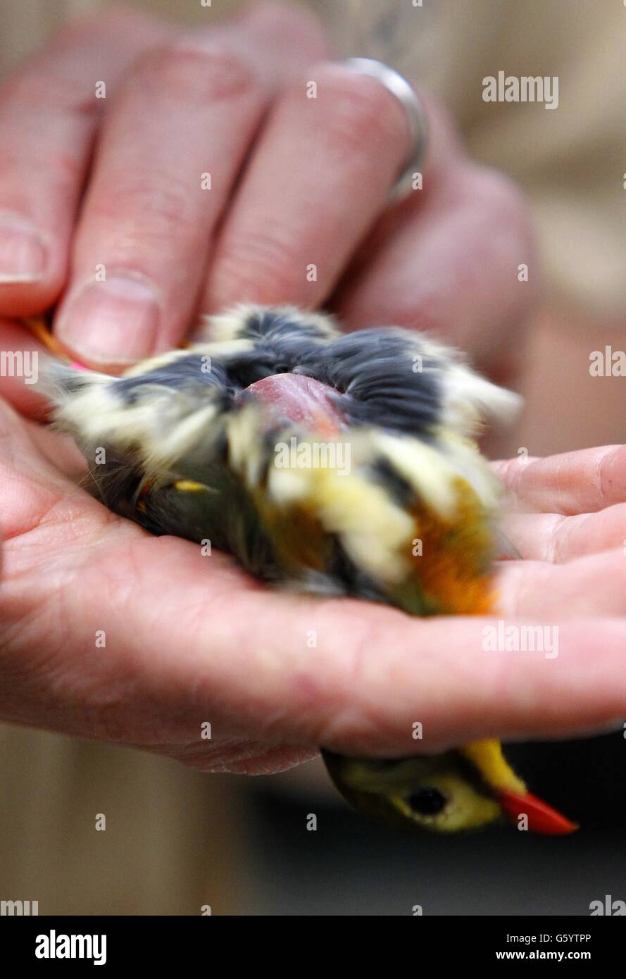 Ein Pekin Robin im Chester Zoo wird im Rahmen eines jährlichen Gesundheitschecks gewogen. Stockfoto