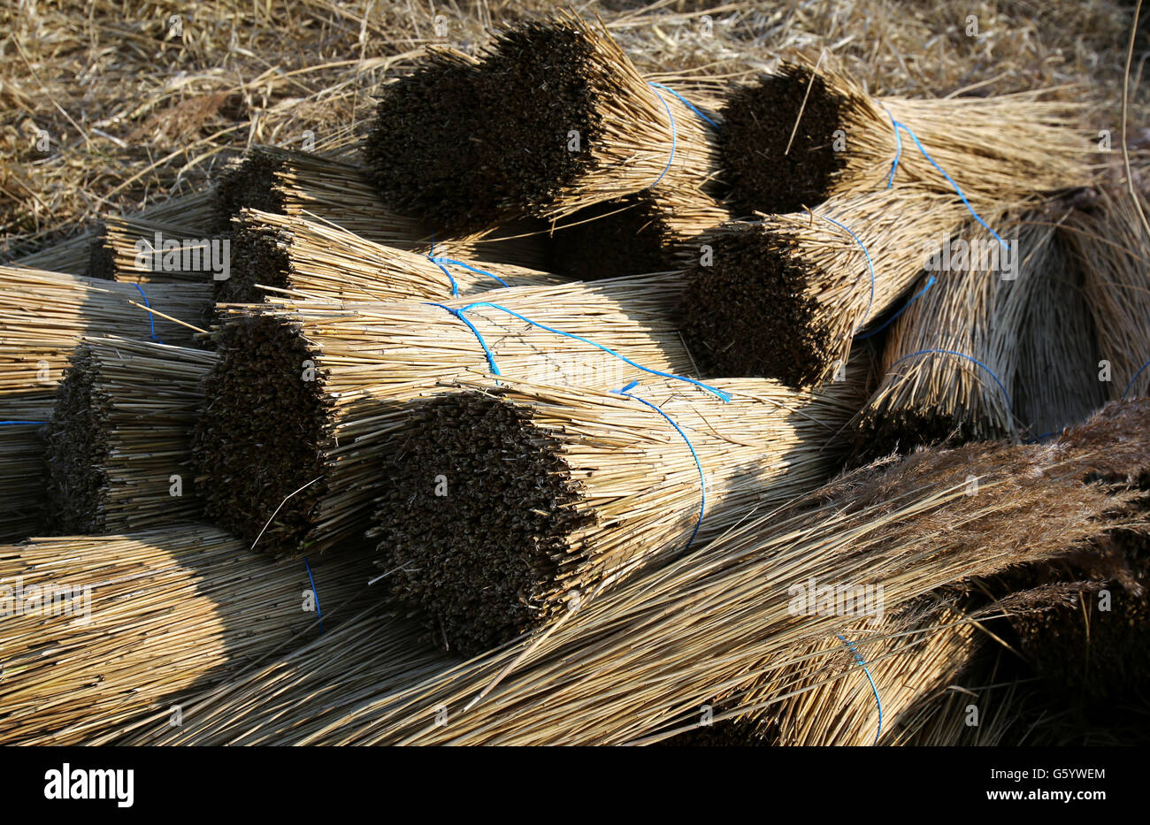 Reed Bundles ruhen am Ufer des Ant River in Howe Hill in Norfolk. Stockfoto