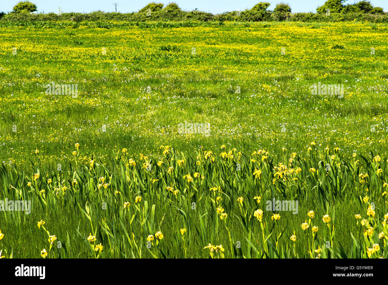 Gelbe Flagge Iris, Butterblume, Lehinch, Clare, Irland, Feld, Wiese, Wiesenblumen, Stockfoto