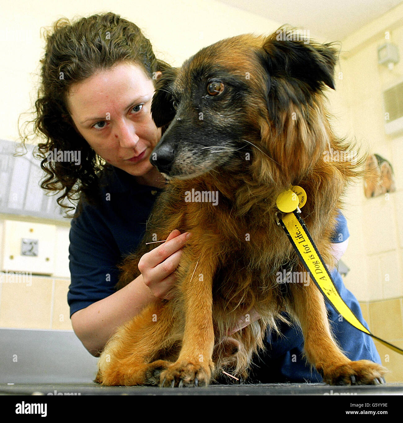 Vet Rebecca Roythorne führt Akupunktur auf Hund Sam bei der National Canine  Defense League in Liverpool. Sam, ein 10-jähriges Collie-Kreuz, wurde mit  dem besten Freund Hooch in Zwingereien gesteckt, als ihr Besitzer