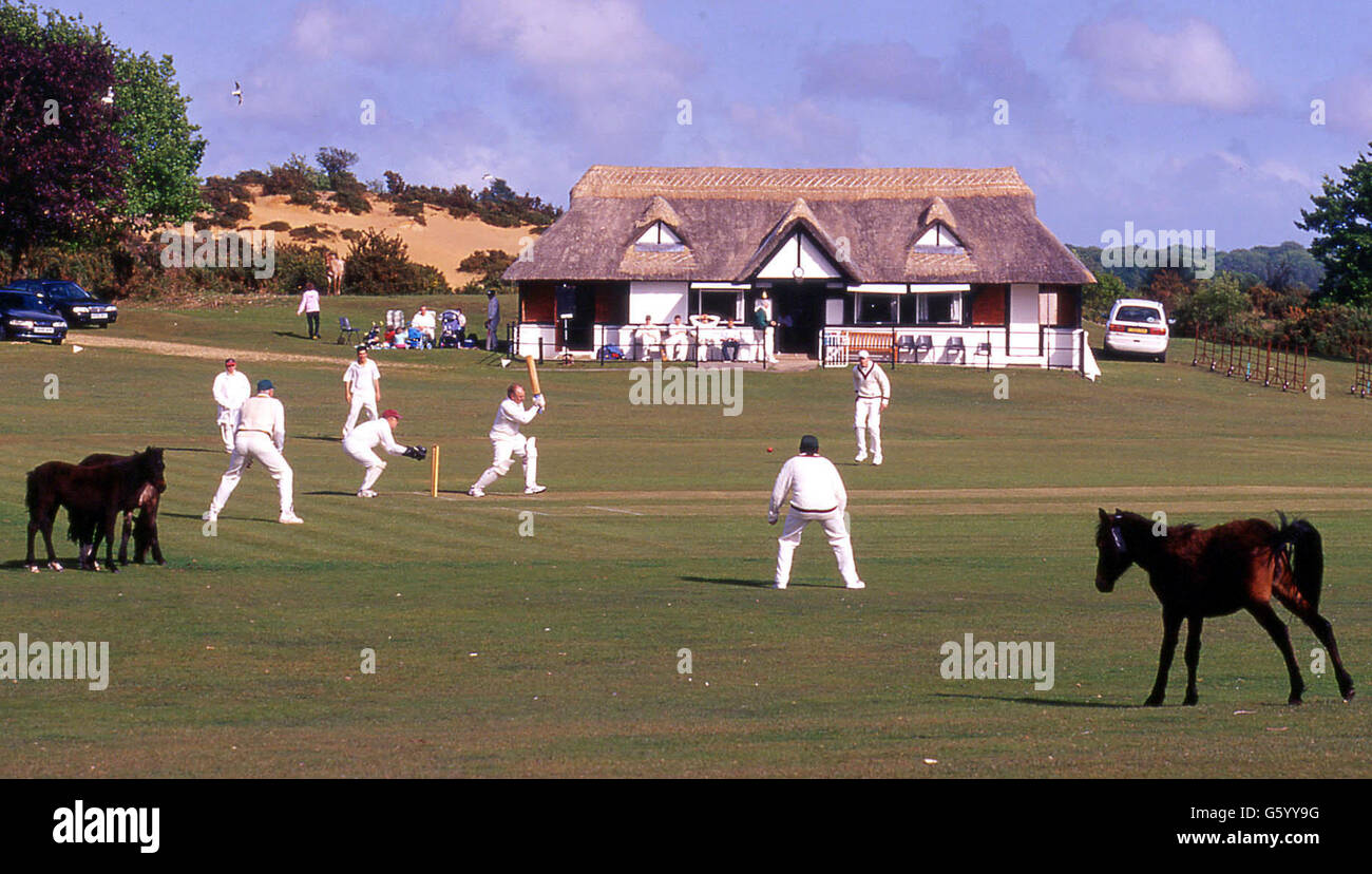 Was auch immer England in dieser Woche beim Test gegen Indien Probleme haben mag, es wird nicht mit den wenigen kniffligen Hindernissen aus dem Außenfeld von Cricketern während eines Spiels zwischen Lyndhurst und Bramshaw im New Forest mithalten. *die Ponys, die frei im Wald herumlaufen dürfen, wurden vom gepflegten saftigen Gras auf dem Platz auf Lyndhursts malerischem Boden an der Bolton's Bench verlockt. Die Spieler versuchten, die Besucher aus dem Spielfeld zu jagen, als sie nach der Teepause zurückkehrten, aber die Pferde weigerten sich zu gehen. Bramshaw triumphierte schließlich mit einem Lauf über die Heimseite. Stockfoto