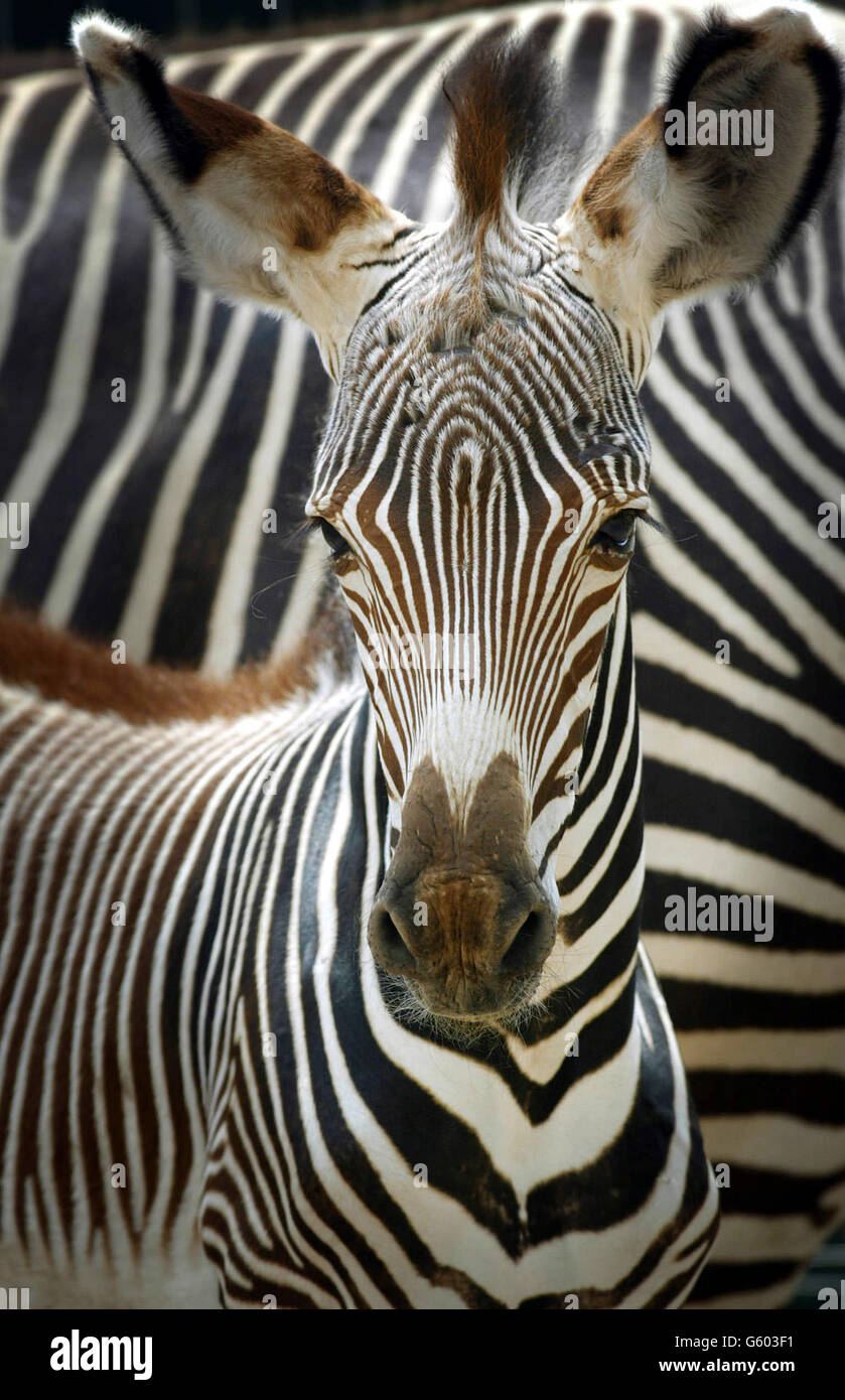 Kai, ein dreiwöchiges Zebra von Grevy, geboren Anfang Juli 2002, steht getarnt neben seiner Mutter Vesta - dem ältesten Zebra des Marwell Zoos mit 15 Jahren. Stockfoto
