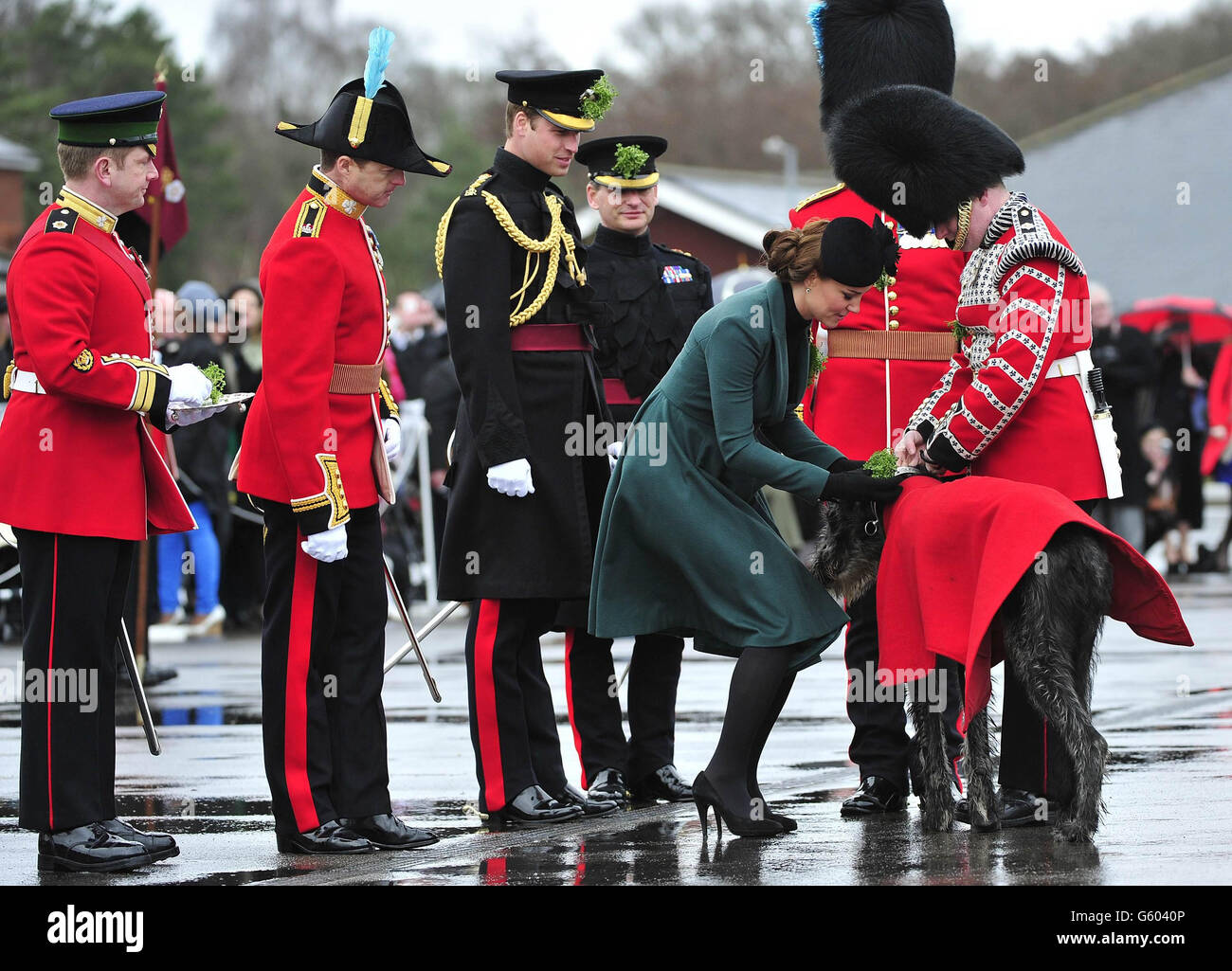 Die Herzogin von Cambridge überreicht dem Maskottchen des 1. Bataillons Irish Guards, einem irischen Wolfshund namens Domhnall, während eines Besuchs mit ihrem Mann, dem Herzog von Cambridge, bei den 1. Bataillon Irish Guards zur St. Patrick's Day Parade in Mons Barracks, Aldershot. Stockfoto