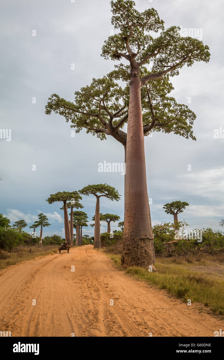 Straße mit riesigen Baobab-Bäume in Madagaskar Stockfoto