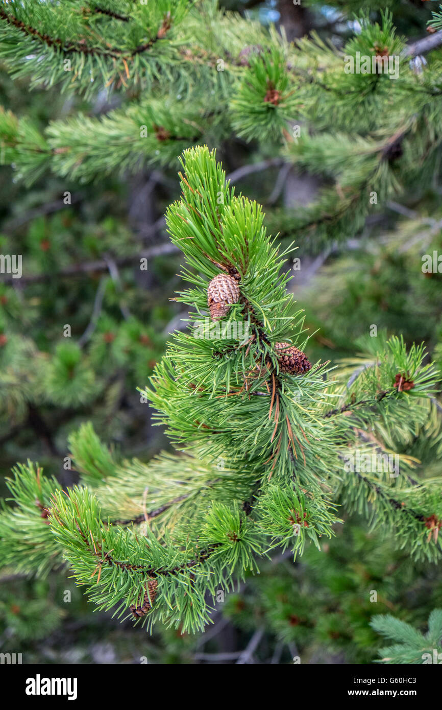 Tanne, Kepler Kaskaden, Wyoming, USA Stockfoto