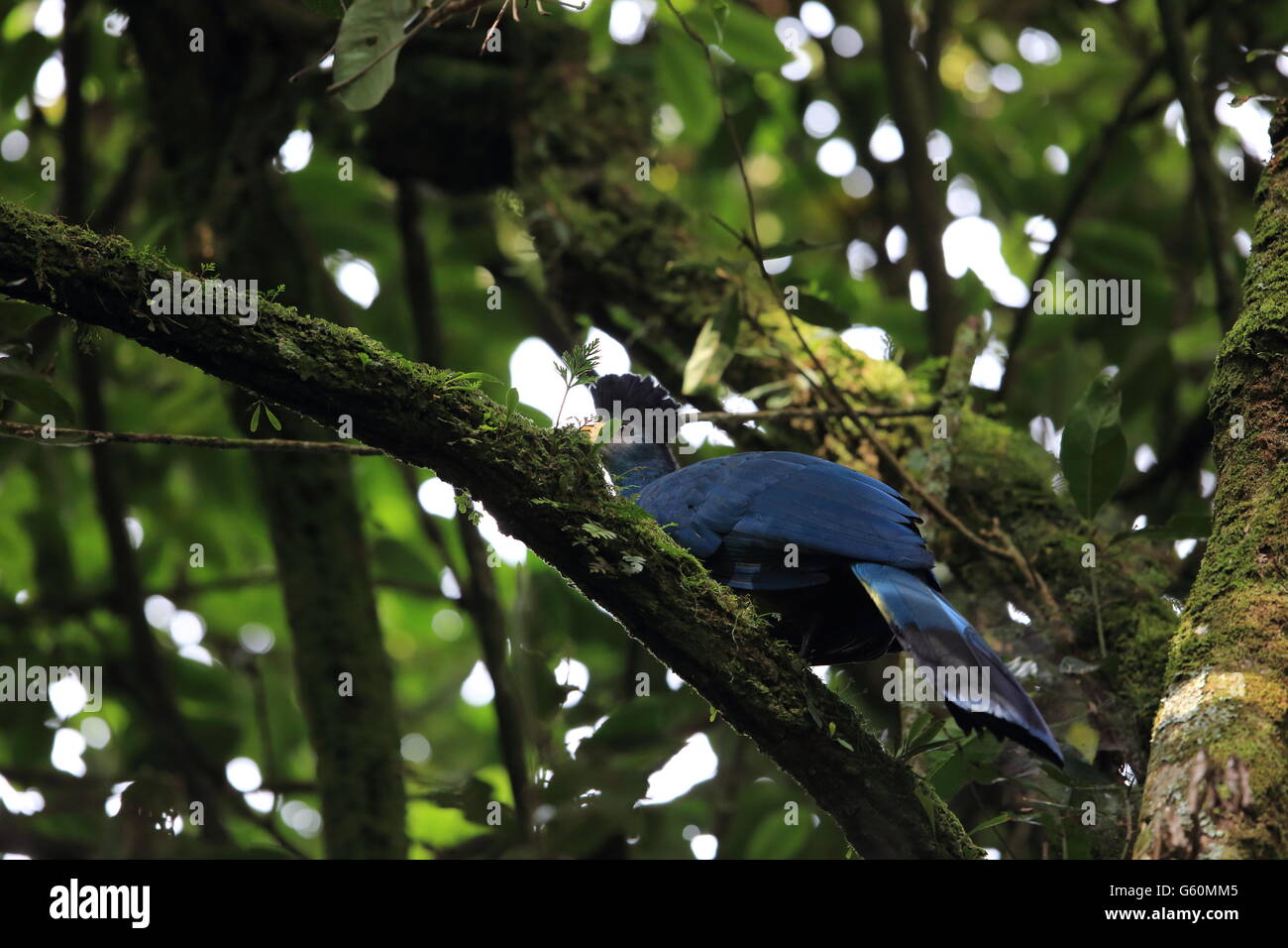 Großer blauer Turaco (Corythaeola Cristata) im Nyungwe Nationalpark, Ruanda Stockfoto